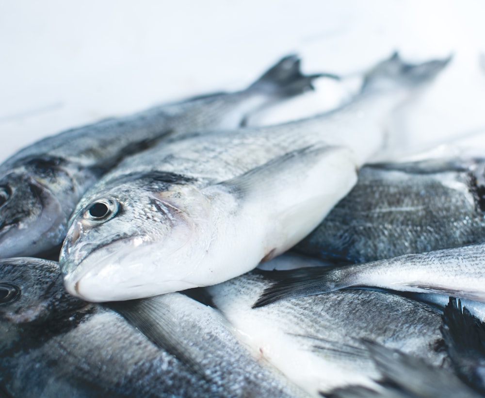 Pangasius Fillets 220/340